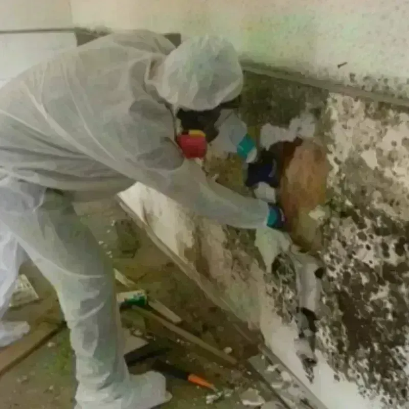 Mold Remediation and Removal in Belfield, ND